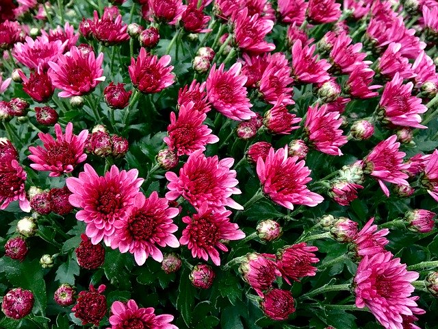 বিনামূল্যে ডাউনলোড করুন Chrysanthemum Autumn Flower - বিনামূল্যে ছবি বা ছবি GIMP অনলাইন ইমেজ এডিটর দিয়ে সম্পাদনা করা হবে