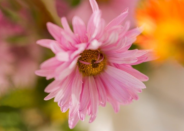 Free download Chrysanthemum Autumn Flowers Pink -  free photo or picture to be edited with GIMP online image editor
