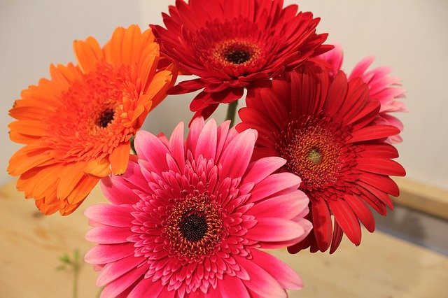 Free download Chrysanthemum Bright Bouquet -  free photo or picture to be edited with GIMP online image editor