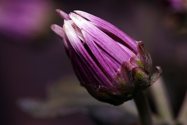 Free download chrysanthemum bud flower plant free picture to be edited with GIMP free online image editor