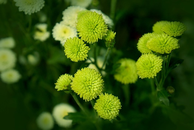 Free download chrysanthemum cuc bi blue daisy free picture to be edited with GIMP free online image editor