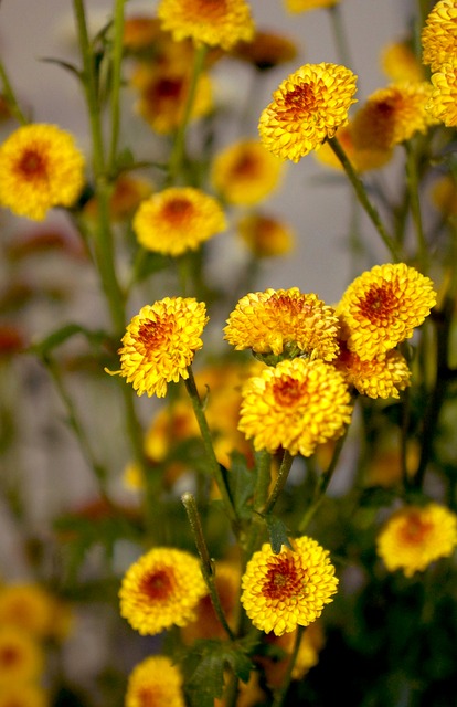 Free download chrysanthemum cuc bi yellow daisies free picture to be edited with GIMP free online image editor