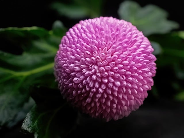 Free download chrysanthemum flower bloom blossom free picture to be edited with GIMP free online image editor