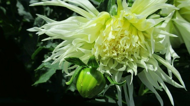 Free download Chrysanthemum Flower Blossom -  free photo or picture to be edited with GIMP online image editor