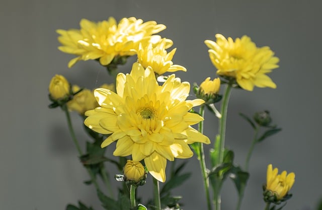 Free download chrysanthemum flower blossoms plant free picture to be edited with GIMP free online image editor