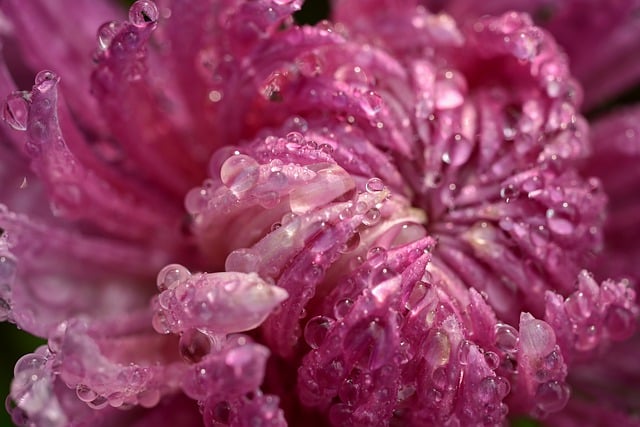 Scarica gratuitamente l'immagine gratuita dei petali di rugiada del fiore del crisantemo da modificare con l'editor di immagini online gratuito di GIMP