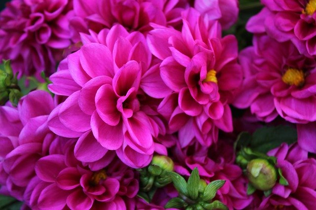Free picture Chrysanthemum Flower Flowers -  to be edited by GIMP free image editor by OffiDocs