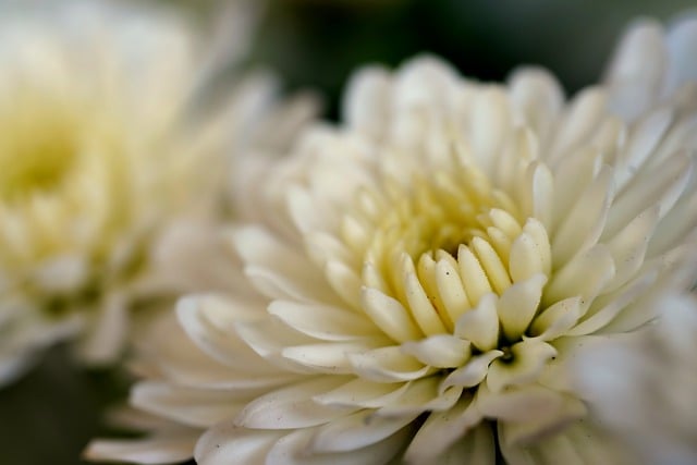 Free download chrysanthemum flower nature white free picture to be edited with GIMP free online image editor