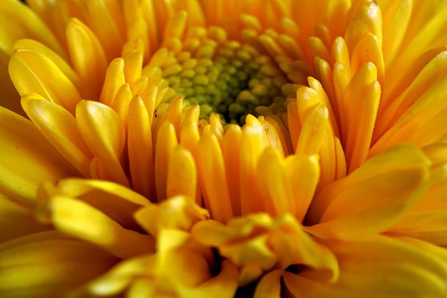 Téléchargement gratuit de pétales de fleurs de chrysanthème - photo ou image gratuite à éditer avec l'éditeur d'images en ligne GIMP