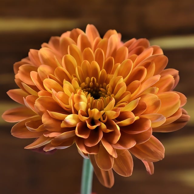 Free download chrysanthemum flower plant mum free picture to be edited with GIMP free online image editor
