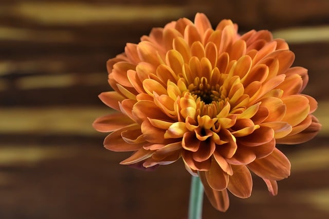 Free download chrysanthemum flower plant petals free picture to be edited with GIMP free online image editor