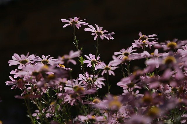 دانلود رایگان گل های داودی طبیعت - عکس یا تصویر رایگان قابل ویرایش با ویرایشگر تصویر آنلاین GIMP