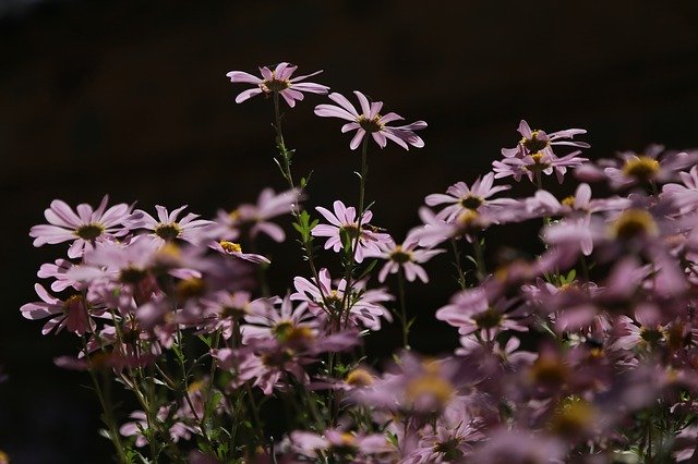 Free download Chrysanthemum Flowers Nature -  free photo or picture to be edited with GIMP online image editor