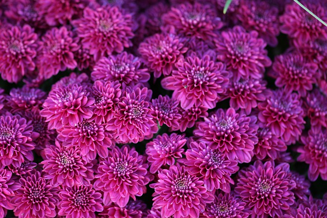 Free download chrysanthemum flowers nature garden free picture to be edited with GIMP free online image editor