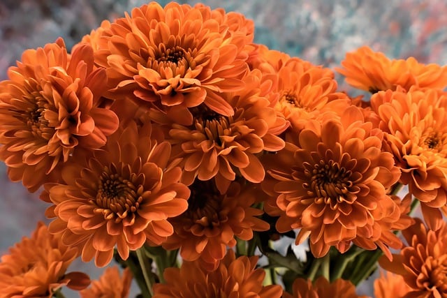 Free download chrysanthemum flowers plant bouquet free picture to be edited with GIMP free online image editor