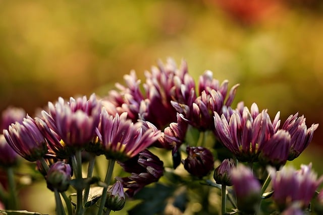 Free download chrysanthemum flowers plant buds free picture to be edited with GIMP free online image editor