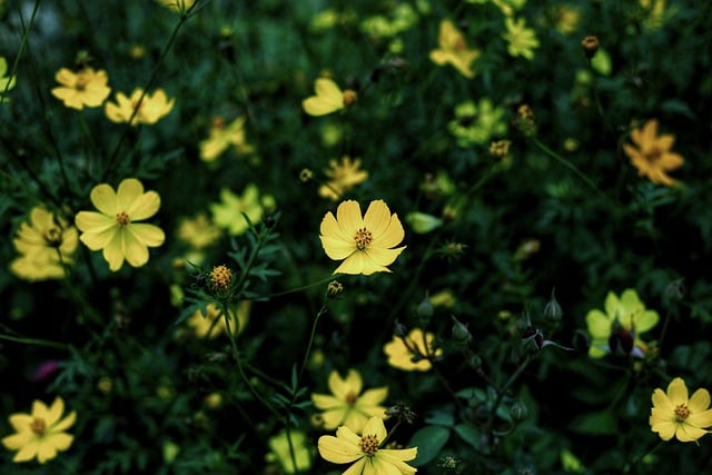 Bezpłatne pobieranie Chrysanthemum Flowers Plants - darmowe zdjęcie lub obraz do edycji za pomocą internetowego edytora obrazów GIMP