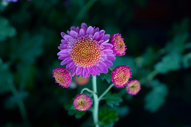 Free download chrysanthemum flowers purple flowers free picture to be edited with GIMP free online image editor