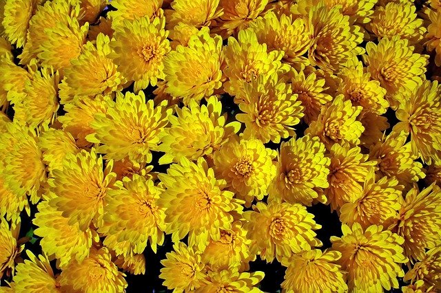Download gratuito Chrysanthemum Flowers Yellow - foto o immagine gratuita da modificare con l'editor di immagini online di GIMP