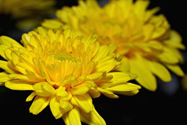 Free download chrysanthemum flowers yellow flowers free picture to be edited with GIMP free online image editor