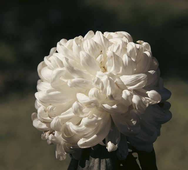 Free download chrysanthemum flower white flower free picture to be edited with GIMP free online image editor