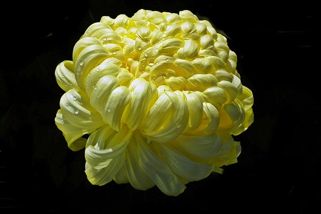 বিনামূল্যে ডাউনলোড করুন Chrysanthemum Flower Yellow - বিনামূল্যে বিনামূল্যে ছবি বা ছবি GIMP অনলাইন ইমেজ এডিটর দিয়ে সম্পাদনা করা হবে