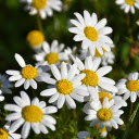 Chrysanthemum garden  screen for extension Chrome web store in OffiDocs Chromium