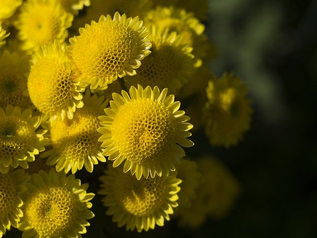 Descarga gratuita Chrysanthemum Garden Autumn - foto o imagen gratis para editar con el editor de imágenes en línea GIMP
