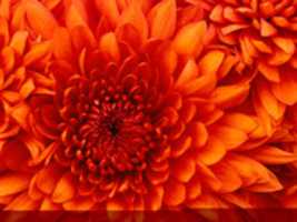 Free download Chrysanthemum free photo or picture to be edited with GIMP online image editor