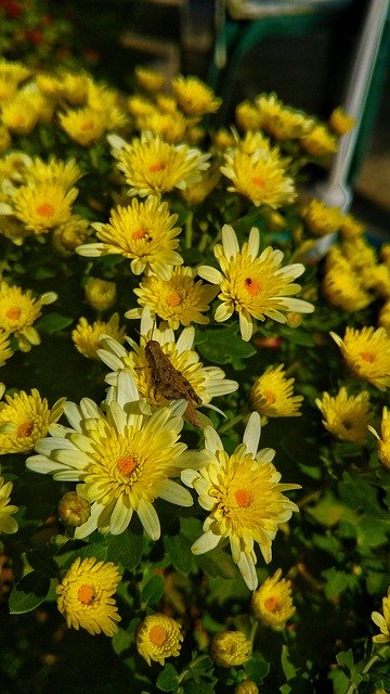 Free download Chrysanthemum Insect Crasshopper -  free photo or picture to be edited with GIMP online image editor