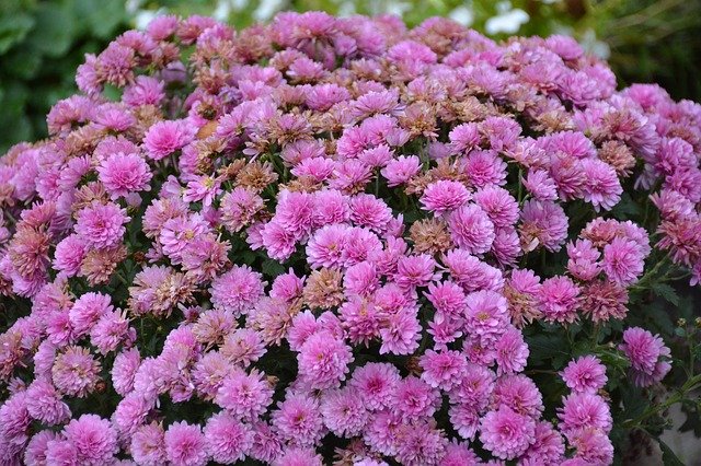 Free picture Chrysanthemum Lilac -  to be edited by GIMP free image editor by OffiDocs