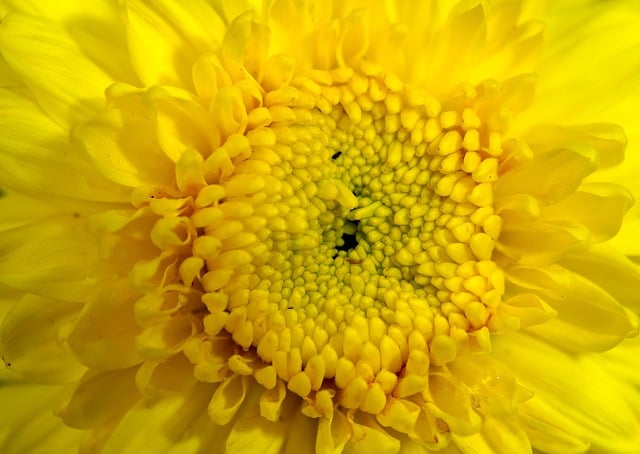 Free download chrysanthemum macro closeup flower free picture to be edited with GIMP free online image editor