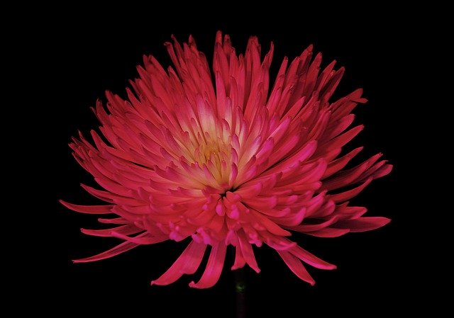 Free picture Chrysanthemum Mum Flower -  to be edited by GIMP free image editor by OffiDocs