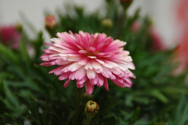 Unduh gratis Chrysanthemum Pink - foto atau gambar gratis untuk diedit dengan editor gambar online GIMP