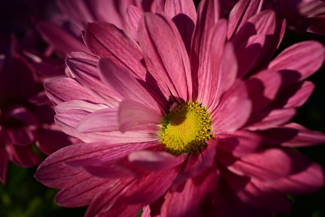 قم بتنزيل صورة زهرة الأقحوان الوردية مجانًا لتحريرها باستخدام محرر الصور المجاني عبر الإنترنت GIMP