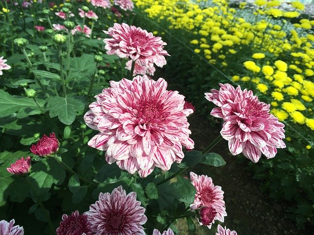 Free download Chrysanthemum Pink Flowers -  free photo or picture to be edited with GIMP online image editor