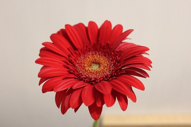دانلود رایگان گل داوودی قرمز - عکس یا تصویر رایگان قابل ویرایش با ویرایشگر تصویر آنلاین GIMP