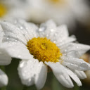 Chrysanthemums bloom  screen for extension Chrome web store in OffiDocs Chromium