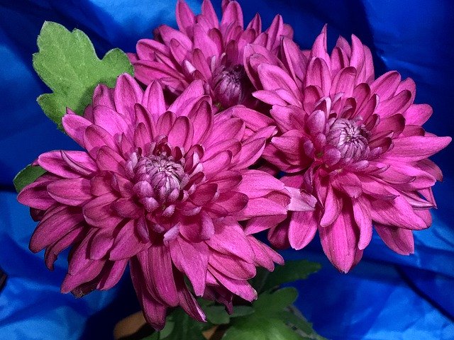 বিনামূল্যে ডাউনলোড করুন Chrysanthemums Chrysanthemum - বিনামূল্যে ছবি বা ছবি GIMP অনলাইন ইমেজ এডিটর দিয়ে সম্পাদনা করা হবে