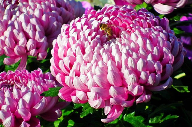Free download chrysanthemums colorful flowers free picture to be edited with GIMP free online image editor