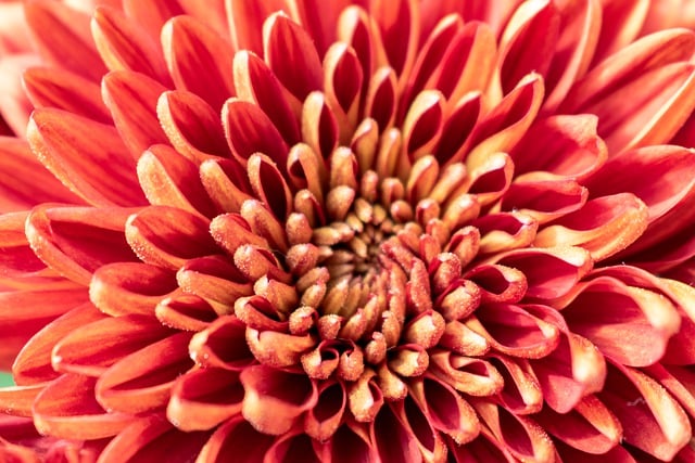 Free download chrysanthemums dark red flower free picture to be edited with GIMP free online image editor