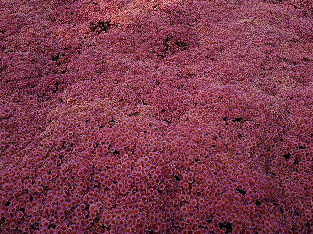 Unduh gratis Chrysanthemums Field Pink - foto atau gambar gratis untuk diedit dengan editor gambar online GIMP