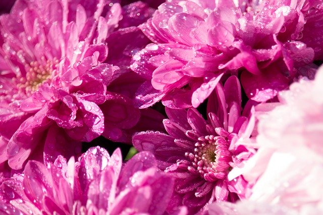 Kostenloser Download Chrysanthemums Flowers - kostenloses Foto oder Bild zur Bearbeitung mit GIMP Online-Bildbearbeitung