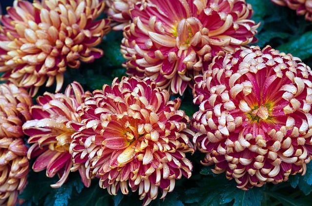 Free download chrysanthemums flowers bloom garden free picture to be edited with GIMP free online image editor