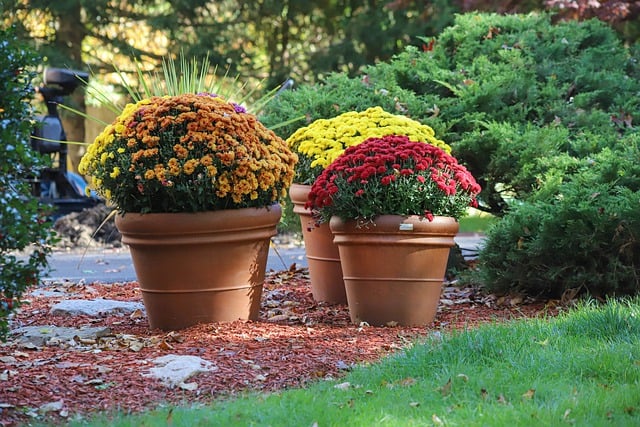 Free download chrysanthemums flowers garden bloom free picture to be edited with GIMP free online image editor