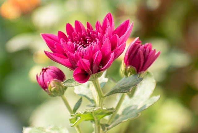 Free download chrysanthemums flowers plant buds free picture to be edited with GIMP free online image editor