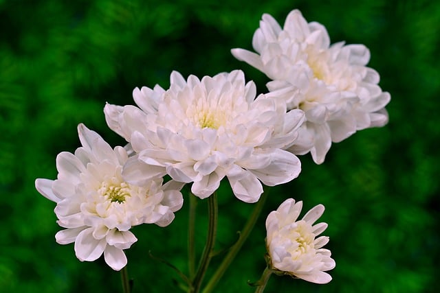 Free download chrysanthemums flowers white flowers free picture to be edited with GIMP free online image editor