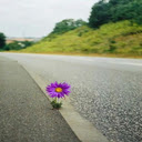 Chrysanthemums growing on the the highway wallpaper  screen for extension Chrome web store in OffiDocs Chromium