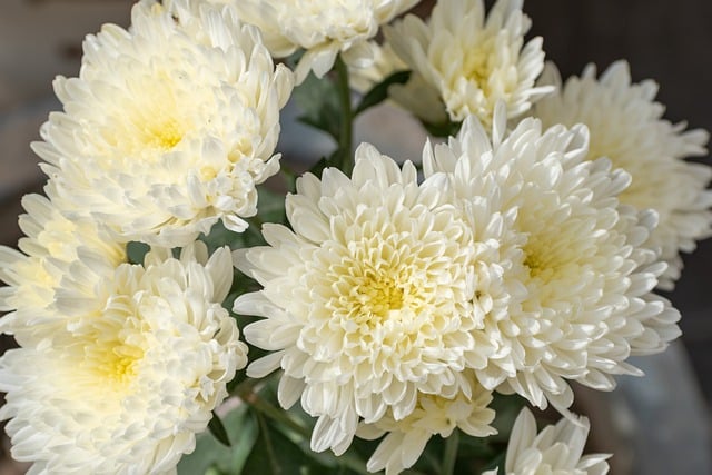 Free download chrysanthemum single cremon white free picture to be edited with GIMP free online image editor