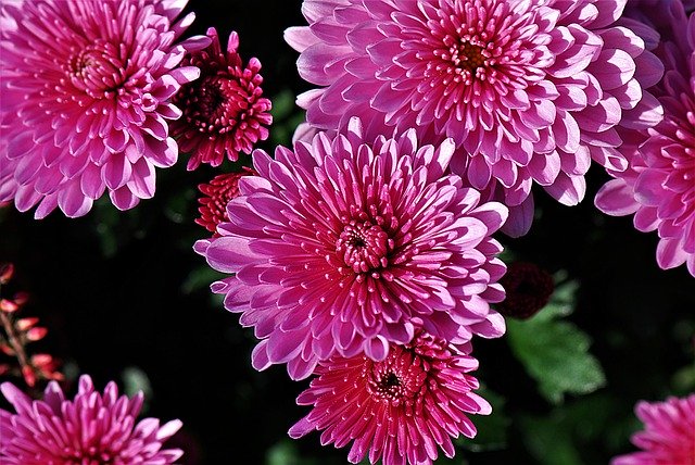 Muat turun percuma Chrysanthemums Plant Autumn - templat foto percuma untuk diedit dengan editor imej dalam talian GIMP